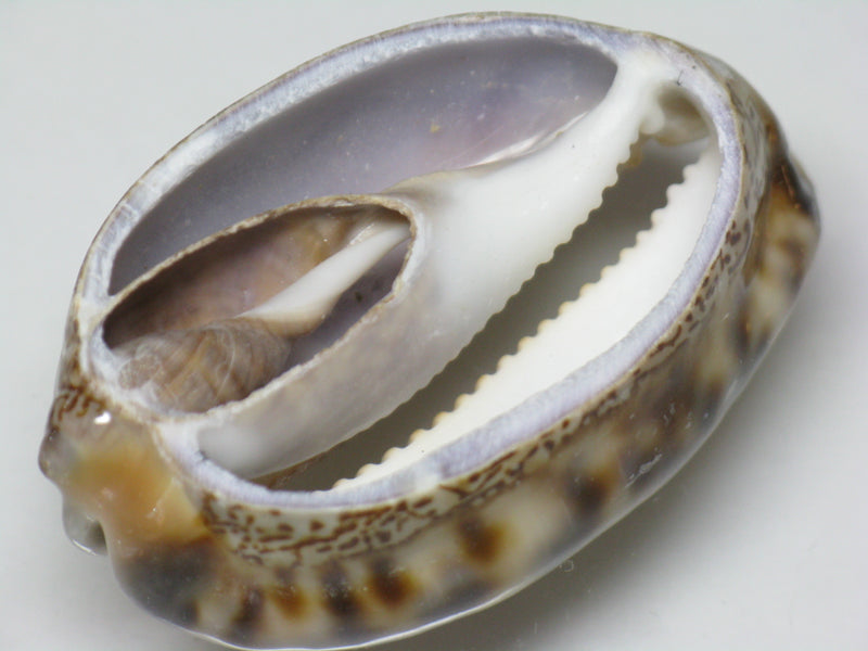 TOKO-BEADS PB007-50 Shell bead 41~43mm PB007-50 シェルビーズ 41~43mm Asian bead & African bead  Handmade,Lampeork,bead,asia,india,ethnic,parts,accessory,beads とんぼ玉,ビーズ,トンボ玉,アジア,インド,エスニック,手作り,パーツ,アクセサリー
