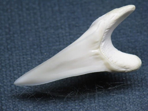 TOKO-BEADS PB009-01 Shark Tooth (Mako Shark LL) 38mm PB009-01 サメの歯（アオザメＬＬ） 38mm Asian bead & African bead  Handmade,Lampeork,bead,asia,india,ethnic,parts,accessory,beads とんぼ玉,ビーズ,トンボ玉,アジア,インド,エスニック,手作り,パーツ,アクセサリー
