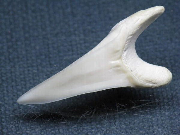 PB009-01サメの歯（アオザメＬＬ）38mm (5622904979608)