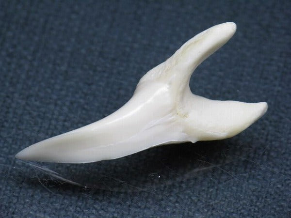 TOKO-BEADS PB009-02 Shark Tooth (Mako Shark LL) 35mm PB009-02 サメの歯（アオザメＬＬ） 35mm Asian bead & African bead  Handmade,Lampeork,bead,asia,india,ethnic,parts,accessory,beads とんぼ玉,ビーズ,トンボ玉,アジア,インド,エスニック,手作り,パーツ,アクセサリー