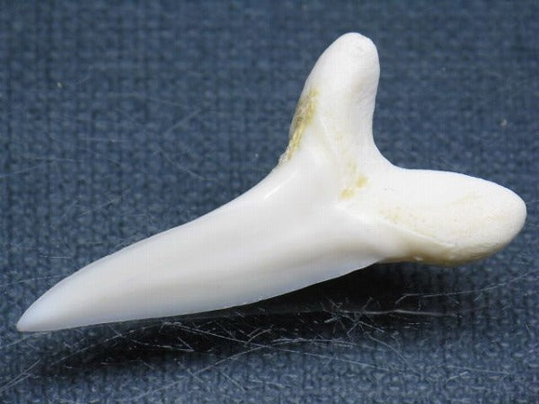 TOKO-BEADS PB009-03 Shark Tooth (Mako Shark LL) 37mm PB009-03 サメの歯（アオザメＬＬ） 37mm Asian bead & African bead  Handmade,Lampeork,bead,asia,india,ethnic,parts,accessory,beads とんぼ玉,ビーズ,トンボ玉,アジア,インド,エスニック,手作り,パーツ,アクセサリー