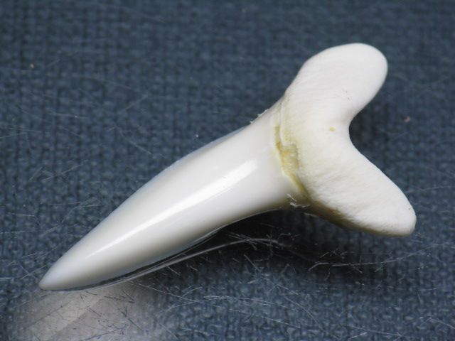 TOKO-BEADS PB009-03 Shark Tooth (Mako Shark LL) 37mm PB009-03 サメの歯（アオザメＬＬ） 37mm Asian bead & African bead  Handmade,Lampeork,bead,asia,india,ethnic,parts,accessory,beads とんぼ玉,ビーズ,トンボ玉,アジア,インド,エスニック,手作り,パーツ,アクセサリー