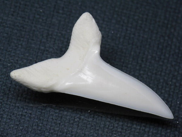PB009-04サメの歯（アオザメＬＬ）39mm (5622905307288)