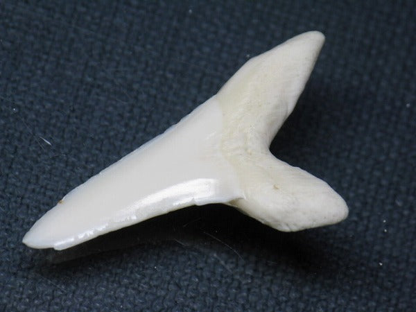 TOKO-BEADS PB009-05 Shark Tooth (Mako Shark LL) 39mm PB009-05 サメの歯（アオザメＬＬ） 39mm Asian bead & African bead  Handmade,Lampeork,bead,asia,india,ethnic,parts,accessory,beads とんぼ玉,ビーズ,トンボ玉,アジア,インド,エスニック,手作り,パーツ,アクセサリー