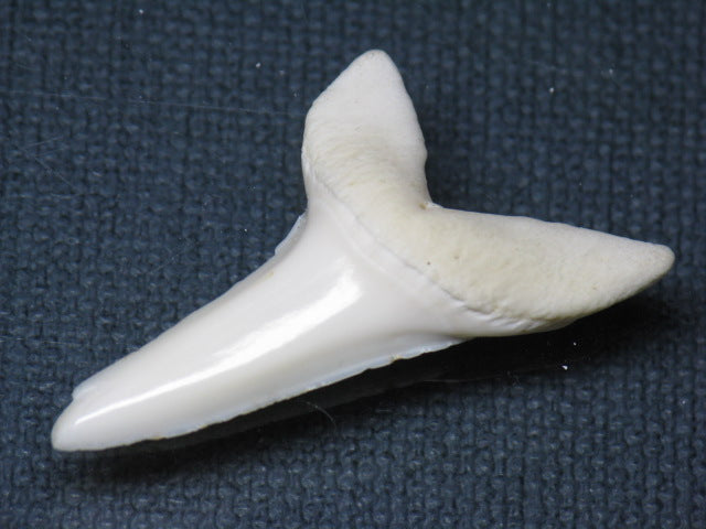 TOKO-BEADS PB009-05 Shark Tooth (Mako Shark LL) 39mm PB009-05 サメの歯（アオザメＬＬ） 39mm Asian bead & African bead  Handmade,Lampeork,bead,asia,india,ethnic,parts,accessory,beads とんぼ玉,ビーズ,トンボ玉,アジア,インド,エスニック,手作り,パーツ,アクセサリー