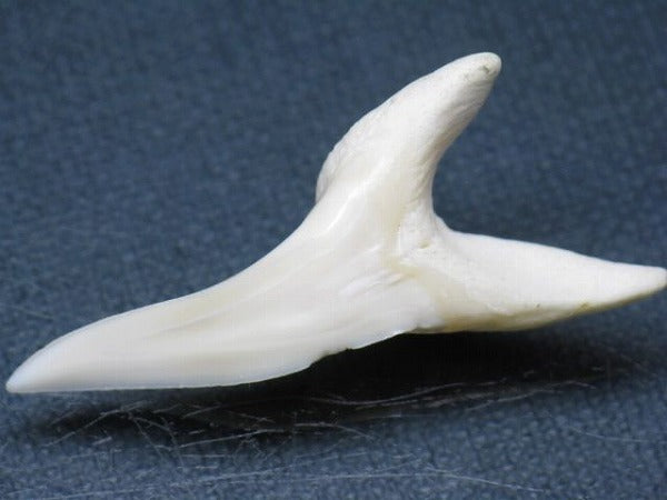 TOKO-BEADS PB009-06 Shark Tooth (Mako Shark LL) 47mm PB009-06 サメの歯（アオザメＬＬ） 47mm Asian bead & African bead  Handmade,Lampeork,bead,asia,india,ethnic,parts,accessory,beads とんぼ玉,ビーズ,トンボ玉,アジア,インド,エスニック,手作り,パーツ,アクセサリー