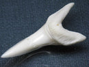 TOKO-BEADS PB009-06 Shark Tooth (Mako Shark LL) 47mm PB009-06 サメの歯（アオザメＬＬ） 47mm Asian bead & African bead  Handmade,Lampeork,bead,asia,india,ethnic,parts,accessory,beads とんぼ玉,ビーズ,トンボ玉,アジア,インド,エスニック,手作り,パーツ,アクセサリー