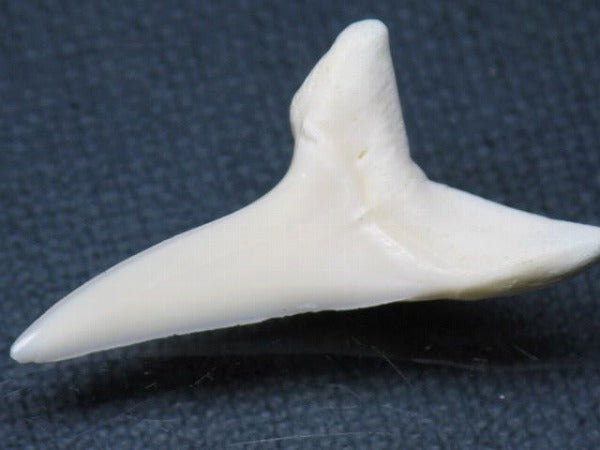 TOKO-BEADS PB009-07 Shark Tooth (Mako Shark LL) 35mm PB009-07 サメの歯（アオザメＬＬ） 35mm Asian bead & African bead  Handmade,Lampeork,bead,asia,india,ethnic,parts,accessory,beads とんぼ玉,ビーズ,トンボ玉,アジア,インド,エスニック,手作り,パーツ,アクセサリー