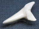 TOKO-BEADS PB009-07 Shark Tooth (Mako Shark LL) 35mm PB009-07 サメの歯（アオザメＬＬ） 35mm Asian bead & African bead  Handmade,Lampeork,bead,asia,india,ethnic,parts,accessory,beads とんぼ玉,ビーズ,トンボ玉,アジア,インド,エスニック,手作り,パーツ,アクセサリー