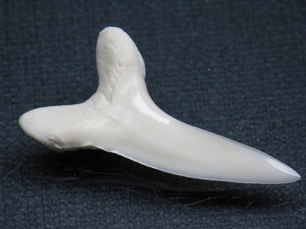 TOKO-BEADS PB009-08 Shark Tooth (Mako Shark LL) 38mm PB009-08 サメの歯（アオザメＬＬ） 38mm Asian bead & African bead  Handmade,Lampeork,bead,asia,india,ethnic,parts,accessory,beads とんぼ玉,ビーズ,トンボ玉,アジア,インド,エスニック,手作り,パーツ,アクセサリー