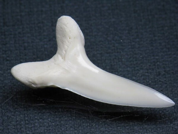 PB009-08サメの歯（アオザメＬＬ）38mm (5622906224792)