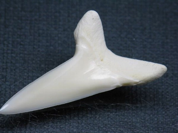 TOKO-BEADS PB009-09 Shark Tooth (Mako Shark LL) 40mm PB009-09 サメの歯（アオザメＬＬ） 40mm Asian bead & African bead  Handmade,Lampeork,bead,asia,india,ethnic,parts,accessory,beads とんぼ玉,ビーズ,トンボ玉,アジア,インド,エスニック,手作り,パーツ,アクセサリー