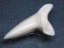TOKO-BEADS PB009-09 Shark Tooth (Mako Shark LL) 40mm PB009-09 サメの歯（アオザメＬＬ） 40mm Asian bead & African bead  Handmade,Lampeork,bead,asia,india,ethnic,parts,accessory,beads とんぼ玉,ビーズ,トンボ玉,アジア,インド,エスニック,手作り,パーツ,アクセサリー