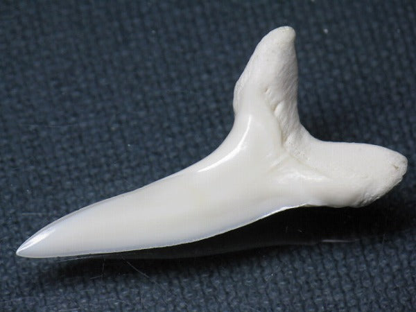 TOKO-BEADS PB009-10 Shark Tooth (Mako Shark LL) 39mm PB009-10 サメの歯（アオザメＬＬ） 39mm Asian bead & African bead  Handmade,Lampeork,bead,asia,india,ethnic,parts,accessory,beads とんぼ玉,ビーズ,トンボ玉,アジア,インド,エスニック,手作り,パーツ,アクセサリー