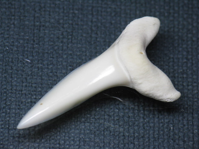 TOKO-BEADS PB009-10 Shark Tooth (Mako Shark LL) 39mm PB009-10 サメの歯（アオザメＬＬ） 39mm Asian bead & African bead  Handmade,Lampeork,bead,asia,india,ethnic,parts,accessory,beads とんぼ玉,ビーズ,トンボ玉,アジア,インド,エスニック,手作り,パーツ,アクセサリー