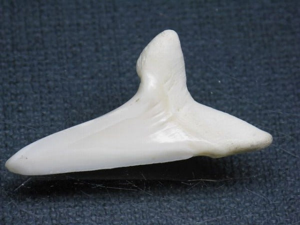 TOKO-BEADS PB009-11 Shark Tooth (Mako Shark LL) 35mm PB009-11 サメの歯（アオザメＬＬ） 35mm Asian bead & African bead  Handmade,Lampeork,bead,asia,india,ethnic,parts,accessory,beads とんぼ玉,ビーズ,トンボ玉,アジア,インド,エスニック,手作り,パーツ,アクセサリー