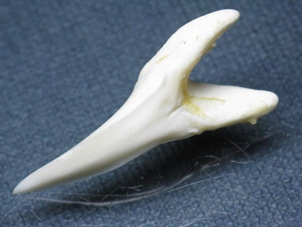 TOKO-BEADS PB009-12 Shark Tooth (Mako Shark LL) 37mm PB009-12 サメの歯（アオザメＬＬ） 37mm Asian bead & African bead  Handmade,Lampeork,bead,asia,india,ethnic,parts,accessory,beads とんぼ玉,ビーズ,トンボ玉,アジア,インド,エスニック,手作り,パーツ,アクセサリー