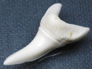 TOKO-BEADS PB009-12 Shark Tooth (Mako Shark LL) 37mm PB009-12 サメの歯（アオザメＬＬ） 37mm Asian bead & African bead  Handmade,Lampeork,bead,asia,india,ethnic,parts,accessory,beads とんぼ玉,ビーズ,トンボ玉,アジア,インド,エスニック,手作り,パーツ,アクセサリー