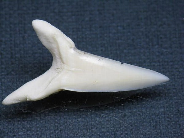 TOKO-BEADS PB009-13 Shark Tooth (Mako Shark LL) 37mm PB009-13 サメの歯（アオザメＬＬ） 37mm Asian bead & African bead  Handmade,Lampeork,bead,asia,india,ethnic,parts,accessory,beads とんぼ玉,ビーズ,トンボ玉,アジア,インド,エスニック,手作り,パーツ,アクセサリー