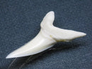 TOKO-BEADS PB009-13 Shark Tooth (Mako Shark LL) 37mm PB009-13 サメの歯（アオザメＬＬ） 37mm Asian bead & African bead  Handmade,Lampeork,bead,asia,india,ethnic,parts,accessory,beads とんぼ玉,ビーズ,トンボ玉,アジア,インド,エスニック,手作り,パーツ,アクセサリー