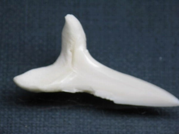 TOKO-BEADS PB009-14 Shark Tooth (Mako Shark LL) 43mm PB009-14 サメの歯（アオザメＬＬ） 43mm Asian bead & African bead  Handmade,Lampeork,bead,asia,india,ethnic,parts,accessory,beads とんぼ玉,ビーズ,トンボ玉,アジア,インド,エスニック,手作り,パーツ,アクセサリー