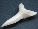 TOKO-BEADS PB009-14 Shark Tooth (Mako Shark LL) 43mm PB009-14 サメの歯（アオザメＬＬ） 43mm Asian bead & African bead  Handmade,Lampeork,bead,asia,india,ethnic,parts,accessory,beads とんぼ玉,ビーズ,トンボ玉,アジア,インド,エスニック,手作り,パーツ,アクセサリー