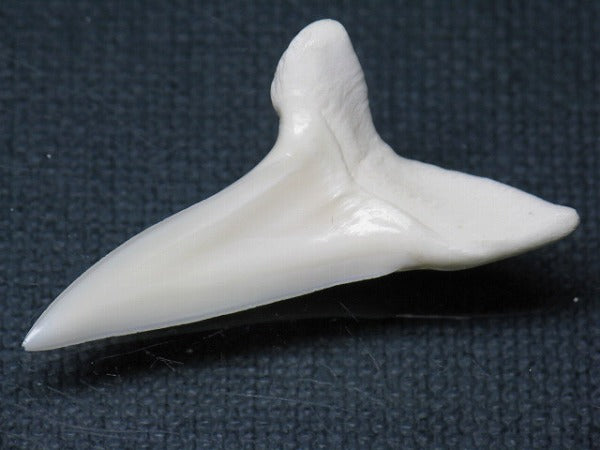 PB009-15サメの歯（アオザメＬＬ）39mm (5622907109528)