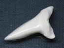 TOKO-BEADS PB009-15 Shark Tooth (Mako Shark LL) 39mm PB009-15 サメの歯（アオザメＬＬ） 39mm Asian bead & African bead  Handmade,Lampeork,bead,asia,india,ethnic,parts,accessory,beads とんぼ玉,ビーズ,トンボ玉,アジア,インド,エスニック,手作り,パーツ,アクセサリー