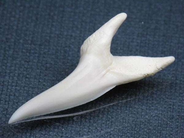 PB009-16サメの歯（アオザメＬＬ）42mm (5622907175064)