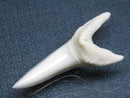 TOKO-BEADS PB009-16 Shark Tooth (Mako Shark LL) 42mm PB009-16 サメの歯（アオザメＬＬ） 42mm Asian bead & African bead  Handmade,Lampeork,bead,asia,india,ethnic,parts,accessory,beads とんぼ玉,ビーズ,トンボ玉,アジア,インド,エスニック,手作り,パーツ,アクセサリー