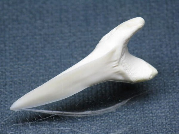 TOKO-BEADS PB009-18 Shark Tooth (Mako Shark LL) 36mm PB009-18 サメの歯（アオザメＬＬ） 36mm Asian bead & African bead  Handmade,Lampeork,bead,asia,india,ethnic,parts,accessory,beads とんぼ玉,ビーズ,トンボ玉,アジア,インド,エスニック,手作り,パーツ,アクセサリー