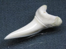 TOKO-BEADS PB009-18 Shark Tooth (Mako Shark LL) 36mm PB009-18 サメの歯（アオザメＬＬ） 36mm Asian bead & African bead  Handmade,Lampeork,bead,asia,india,ethnic,parts,accessory,beads とんぼ玉,ビーズ,トンボ玉,アジア,インド,エスニック,手作り,パーツ,アクセサリー