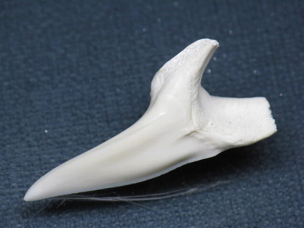 TOKO-BEADS PB009-19 Shark Tooth (Mako Shark LL) 39mm PB009-19 サメの歯（アオザメＬＬ） 39mm Asian bead & African bead  Handmade,Lampeork,bead,asia,india,ethnic,parts,accessory,beads とんぼ玉,ビーズ,トンボ玉,アジア,インド,エスニック,手作り,パーツ,アクセサリー