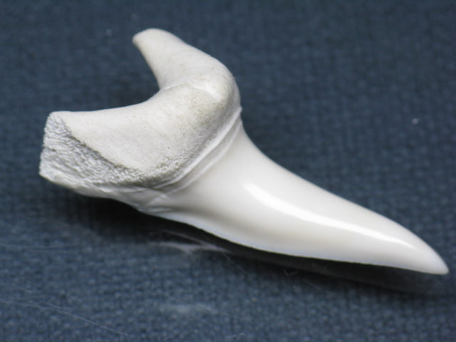 TOKO-BEADS PB009-19 Shark Tooth (Mako Shark LL) 39mm PB009-19 サメの歯（アオザメＬＬ） 39mm Asian bead & African bead  Handmade,Lampeork,bead,asia,india,ethnic,parts,accessory,beads とんぼ玉,ビーズ,トンボ玉,アジア,インド,エスニック,手作り,パーツ,アクセサリー
