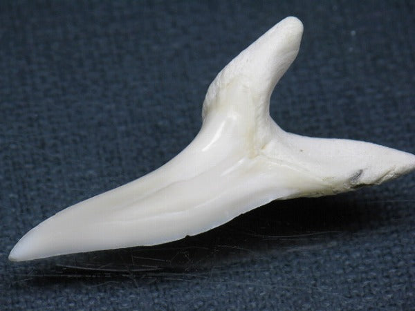 PB009-20サメの歯（アオザメＬＬ）41mm (5622907797656)