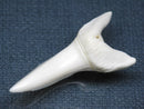 TOKO-BEADS PB009-20 Shark Tooth (Mako Shark LL) 41mm PB009-20 サメの歯（アオザメＬＬ） 41mm Asian bead & African bead  Handmade,Lampeork,bead,asia,india,ethnic,parts,accessory,beads とんぼ玉,ビーズ,トンボ玉,アジア,インド,エスニック,手作り,パーツ,アクセサリー