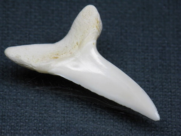 TOKO-BEADS PB009-21 Shark Tooth (Mako Shark LL) 38mm PB009-21 サメの歯（アオザメＬＬ） 38mm Asian bead & African bead  Handmade,Lampeork,bead,asia,india,ethnic,parts,accessory,beads とんぼ玉,ビーズ,トンボ玉,アジア,インド,エスニック,手作り,パーツ,アクセサリー