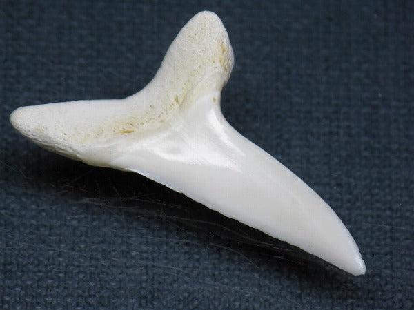 PB009-21サメの歯（アオザメＬＬ）38mm (5622907895960)