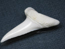 TOKO-BEADS PB009-21 Shark Tooth (Mako Shark LL) 38mm PB009-21 サメの歯（アオザメＬＬ） 38mm Asian bead & African bead  Handmade,Lampeork,bead,asia,india,ethnic,parts,accessory,beads とんぼ玉,ビーズ,トンボ玉,アジア,インド,エスニック,手作り,パーツ,アクセサリー
