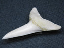 TOKO-BEADS PB009-22 Shark Tooth (Mako Shark LL) 38mm PB009-22 サメの歯（アオザメＬＬ） 38mm Asian bead & African bead  Handmade,Lampeork,bead,asia,india,ethnic,parts,accessory,beads とんぼ玉,ビーズ,トンボ玉,アジア,インド,エスニック,手作り,パーツ,アクセサリー