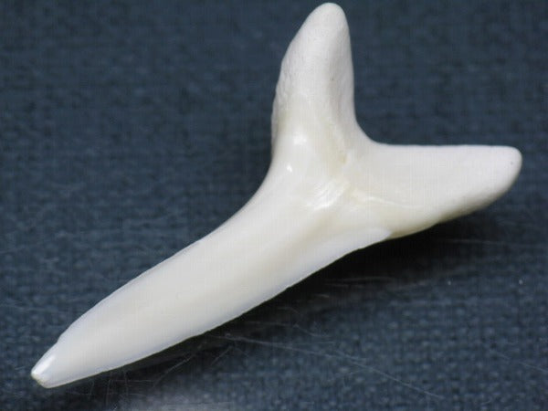 PB009-23サメの歯（アオザメＬＬ）40mm (5622908125336)