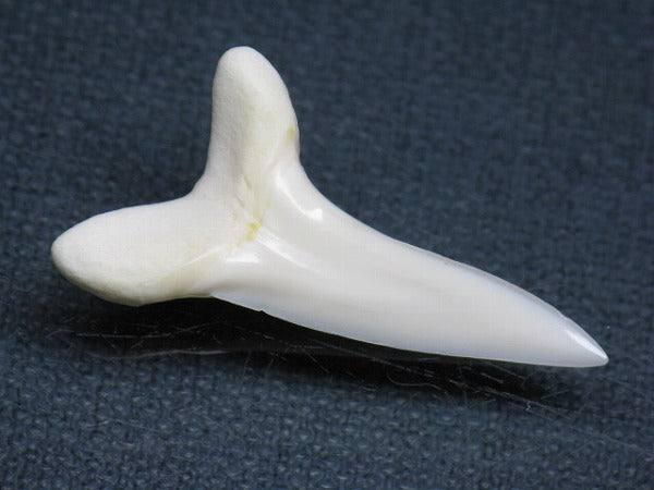 TOKO-BEADS PB009-24 Shark Tooth (Mako Shark LL) 37mm PB009-24 サメの歯（アオザメＬＬ） 37mm Asian bead & African bead  Handmade,Lampeork,bead,asia,india,ethnic,parts,accessory,beads とんぼ玉,ビーズ,トンボ玉,アジア,インド,エスニック,手作り,パーツ,アクセサリー