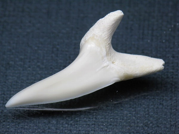 TOKO-BEADS PB009-25 Shark Tooth (Mako Shark LL) 37mm PB009-25 サメの歯（アオザメＬＬ） 37mm Asian bead & African bead  Handmade,Lampeork,bead,asia,india,ethnic,parts,accessory,beads とんぼ玉,ビーズ,トンボ玉,アジア,インド,エスニック,手作り,パーツ,アクセサリー