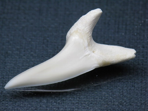 PB009-25サメの歯（アオザメＬＬ）37mm (5622908420248)