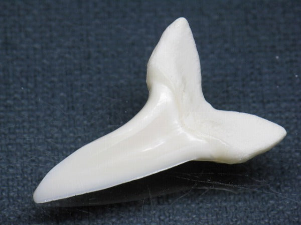 TOKO-BEADS PB009-26 Shark Tooth (Mako Shark LL) 34mm PB009-26 サメの歯（アオザメＬＬ） 34mm Asian bead & African bead  Handmade,Lampeork,bead,asia,india,ethnic,parts,accessory,beads とんぼ玉,ビーズ,トンボ玉,アジア,インド,エスニック,手作り,パーツ,アクセサリー