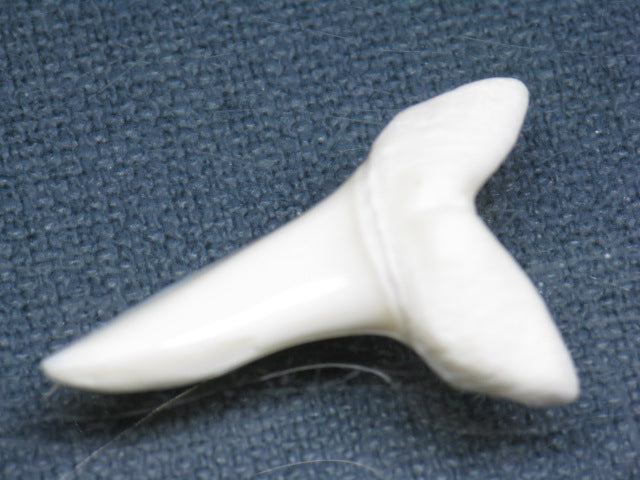 TOKO-BEADS PB009-26 Shark Tooth (Mako Shark LL) 34mm PB009-26 サメの歯（アオザメＬＬ） 34mm Asian bead & African bead  Handmade,Lampeork,bead,asia,india,ethnic,parts,accessory,beads とんぼ玉,ビーズ,トンボ玉,アジア,インド,エスニック,手作り,パーツ,アクセサリー