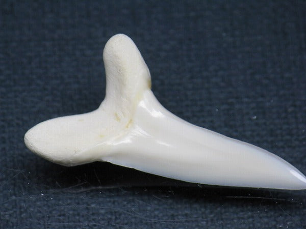 TOKO-BEADS PB009-27 Shark Tooth (Mako Shark LL) 38mm PB009-27 サメの歯（アオザメＬＬ） 38mm Asian bead & African bead  Handmade,Lampeork,bead,asia,india,ethnic,parts,accessory,beads とんぼ玉,ビーズ,トンボ玉,アジア,インド,エスニック,手作り,パーツ,アクセサリー