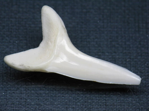 TOKO-BEADS PB009-28 Shark Tooth (Mako Shark LL) 37mm PB009-28 サメの歯（アオザメＬＬ） 37mm Asian bead & African bead  Handmade,Lampeork,bead,asia,india,ethnic,parts,accessory,beads とんぼ玉,ビーズ,トンボ玉,アジア,インド,エスニック,手作り,パーツ,アクセサリー