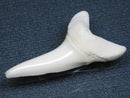 TOKO-BEADS PB009-28 Shark Tooth (Mako Shark LL) 37mm PB009-28 サメの歯（アオザメＬＬ） 37mm Asian bead & African bead  Handmade,Lampeork,bead,asia,india,ethnic,parts,accessory,beads とんぼ玉,ビーズ,トンボ玉,アジア,インド,エスニック,手作り,パーツ,アクセサリー