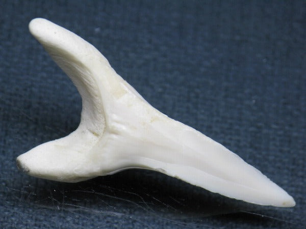 TOKO-BEADS PB009-29 Shark Tooth (Mako Shark LL) 43mm PB009-29 サメの歯（アオザメＬＬ） 43mm Asian bead & African bead  Handmade,Lampeork,bead,asia,india,ethnic,parts,accessory,beads とんぼ玉,ビーズ,トンボ玉,アジア,インド,エスニック,手作り,パーツ,アクセサリー